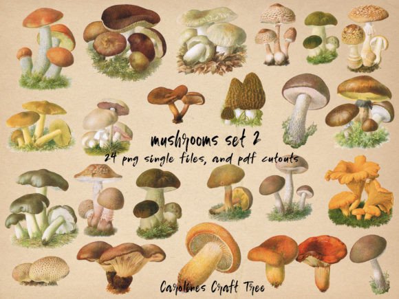 Download Vintage Mushrooms Cutouts Set 2 - Premium Resources